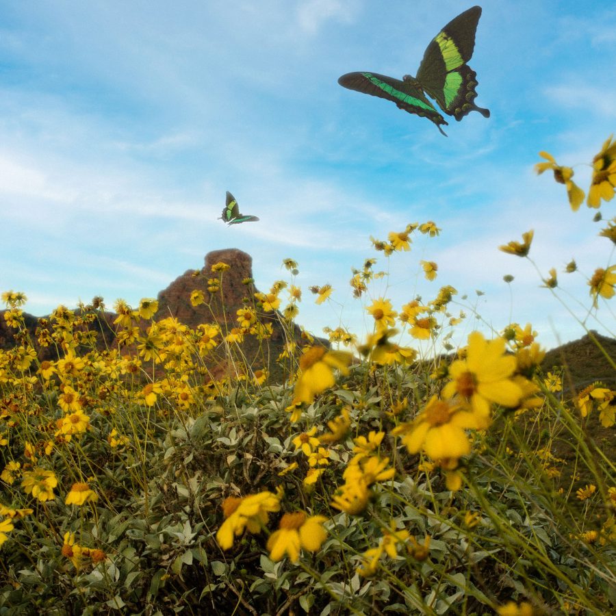 seguros-decesos-madrid-mariposas-volando